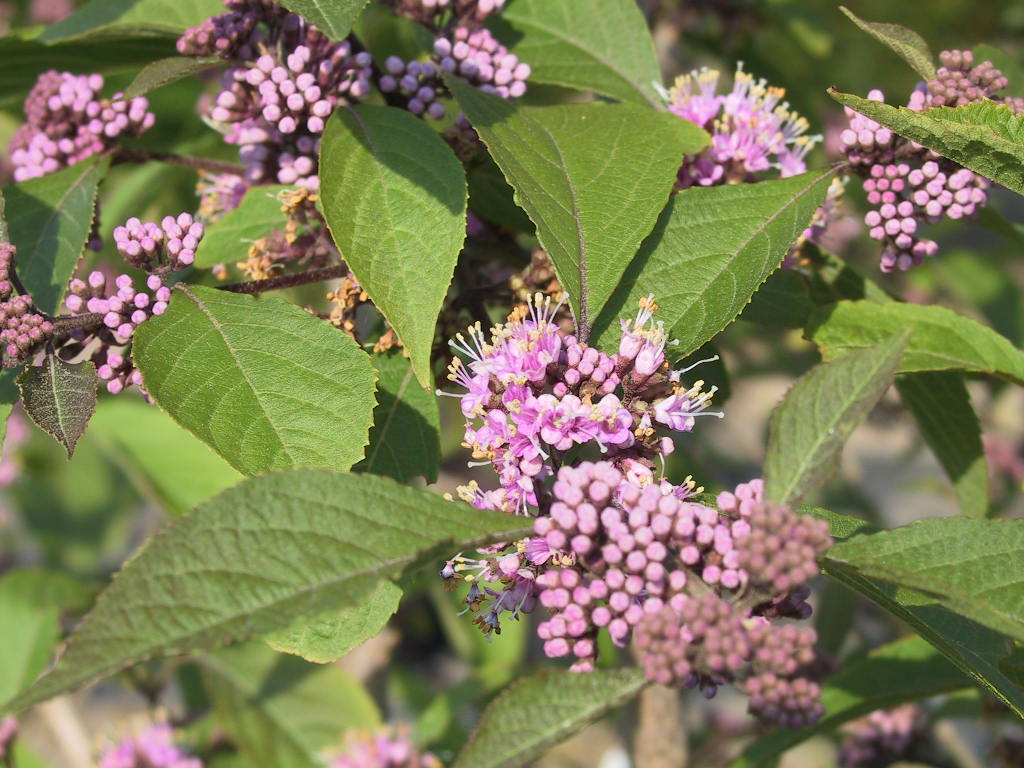Callicarpa bodinieri Profusion Blueten.jpg